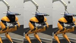 Kafasıyla top sektiren devekuşu robotu: Cassie Cal