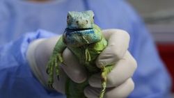 Gaziantep'te iguanaya tümör ameliyatı