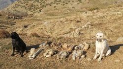 Bitlis'te EYP ele geçirildi