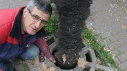 Palmiyeler zarar görmesin diye betona delik açıldı