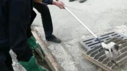 Mazgallardan drenaj kanalına düşen kedi kurtarıldı