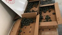 Pizza kutusu içerisinde 3 bin 400 su kaplumbağası