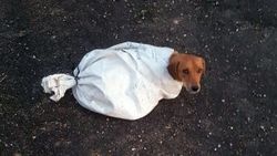 Osmaniye'de hamile köpeği çuvala koyup attılar