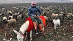Koruma altındaki beyaz eşeklerin sayısı artıyor