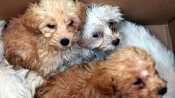 Kapıkule sınır kapısında 14 yavru köpek ele geçirildi