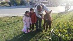 Eşek ve sıpayı gören vatandaşlar hatıra fotoğrafı çekildi