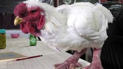 Çorbası 350 dolar olan Ejderha tavuğu