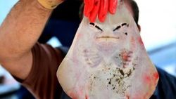 Balıkçıların yeni kabusu sapan balığı oldu