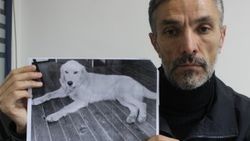 Dedektif gibi iz sürüp kaybolan köpeğini Amerika'da buldu