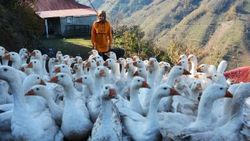 Ordu'da üniversite mezunu kaz yetiştiricisi oldu