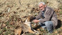 Mahsur kalan köpeği, yanına iple inerek kurtardı
