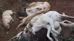 Osmaniye’de köpekleri öldürüp çukura doldurdular