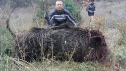 Bursa'da 300 kilo ağırlığında domuz avladılar
