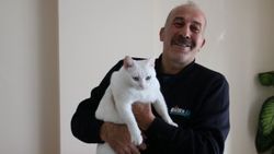Otobüs şoförü kediyi yaşama döndürdü