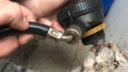 Dumandan etkilenen kedi hayata döndürüldü