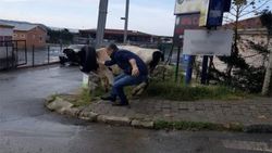 İneğin kafasına lastik taktılar