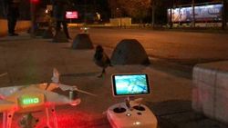 Meraklı karganın drone'la imtihanı