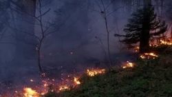 Uludağ'da orman yangını