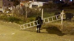 Kafasını merdivene sıkıştıran ineği itfaiye kurtardı