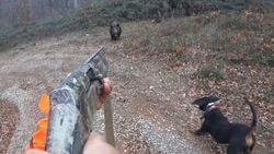 Avlamak istediği yaban domuzunun saldırısına uğrayan avcı