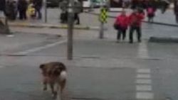Yaya geçidindeki köpekten trafik ışığı dersi