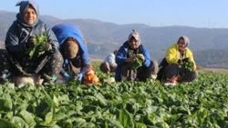 Gölbaşı'nda ıspanak yetiştirmeye başladılar