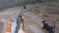 Domuz saldırısı kask kamerası ile görüntülendi