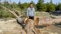 Mersin'de 72 dönümlük Hazine arazisinde ağaç katliamı