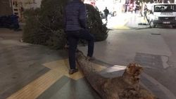 Tokat’ta fırtına: Ağaçlar devrildi, çatılar uçtu