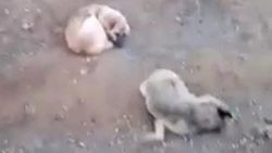 Erkek köpek, ölen dişisini 4 gün boyunca bekledi