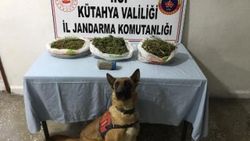 Köy evlerinde esrar bulunan baba oğul gözaltına alındı