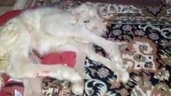 Denizli'de 6 bacaklı kuzu doğumu
