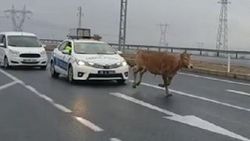 Başıboş dana trafiği alt üst etti