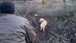 Yavrusu için yardım isteyen anne köpek