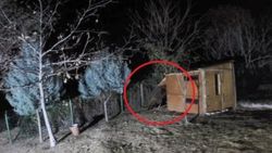 Aç kalan ayı koyunları yedi