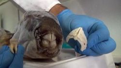 Zehirli balon balığının dişleri, dolgu ve kaplamada kullanılacak