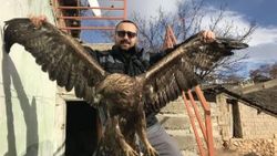 Bayburt'ta yaşayan adam yaralı kartala sahip çıktı