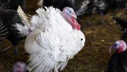 Polonya'da 25 bin hindi, kuş gribi nedeniyle telef oldu