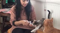 Hatay'da 2 odalı evde 17 kedi ile birlikte yaşıyor