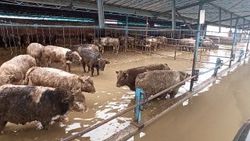 Bursa'daki Karacabey Ovası sular altında kaldı