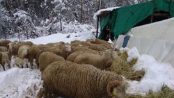 Bilecik'te aşırı kar yağışı sonucu ahır çöktü