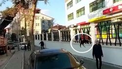 Isparta'da ağaçtaki kedi, yürüyen çocuğun üzerine atladı