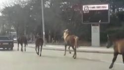 Aracına bağladığı atları sürükledi