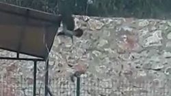 Tokat'ta karga ile sincabın eğlenceli anları