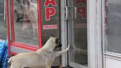 Aç kaldıkça kasaba gidip et isteyen köpek
