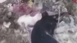 Uşak'ta çöplükte 21 köpek ölü bulundu