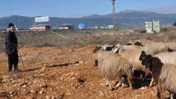 Koyun-keçi vebası mahalleyi karantinaya aldırdı