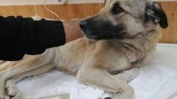 Motosikletle sürüklenen köpek ölmek üzereyken bulundu