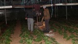 Fethiye’de seracılar don nöbetinde