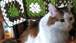 Kedi, uyuyan sahibini ısırarak yangından kurtardı
